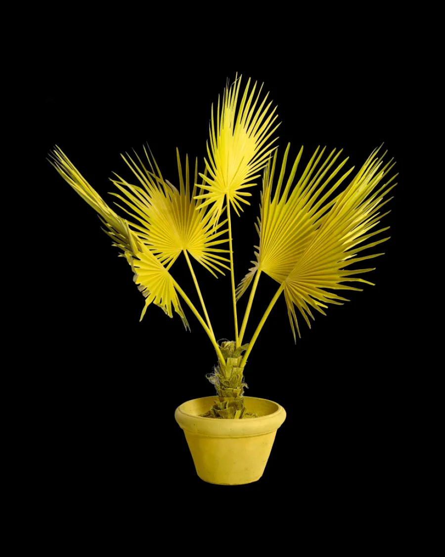 Best Polspotten Fan Palm in Pot yellow