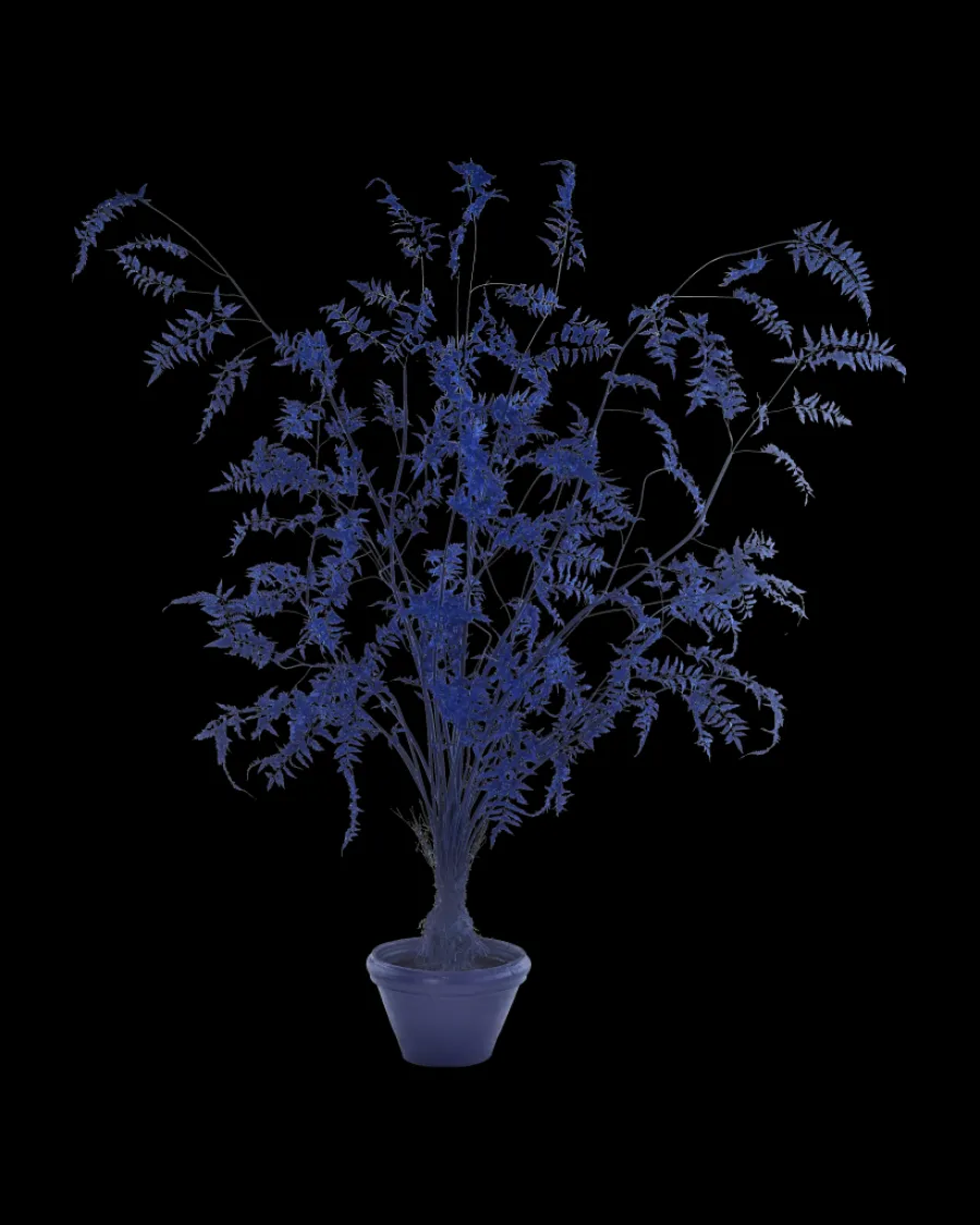 New Polspotten Fern In Pot - L darkblue