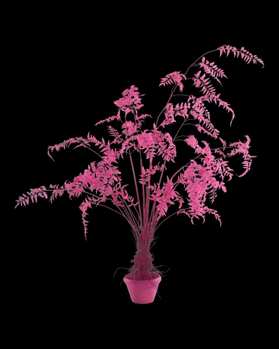 Shop Polspotten Fern In Pot - S lightpink